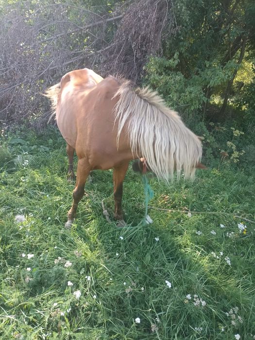 Vând 2 cai de căruță