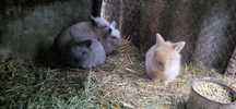 Pui iepuri pitic mini lop și cap de leu