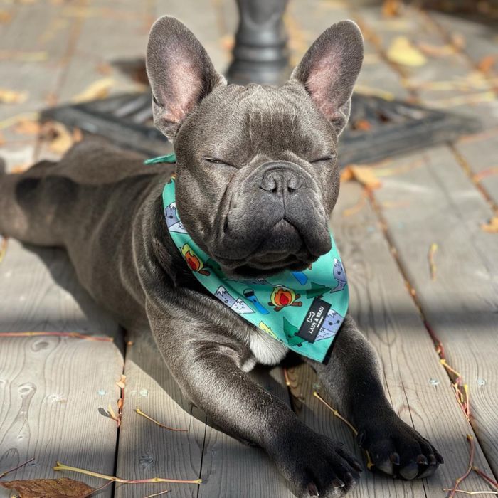 Френски булдог 3-годишен