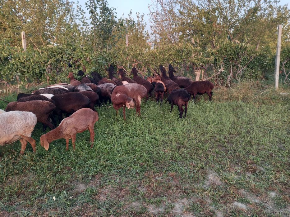 Хисори бугуз куйлар сотилади