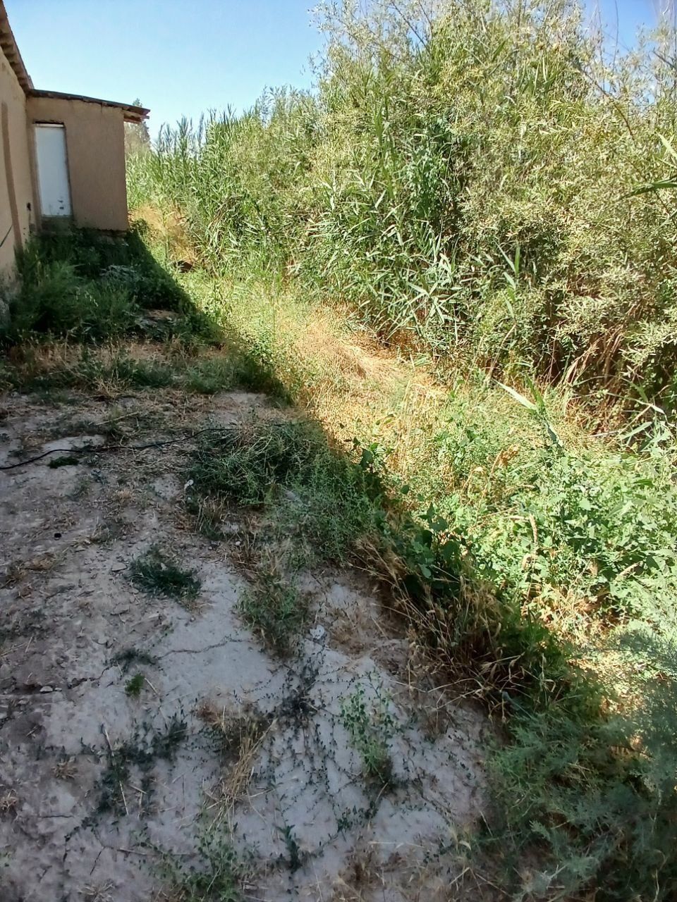 Oltin tepa tutzor da uchastka havas oldidan kirganda