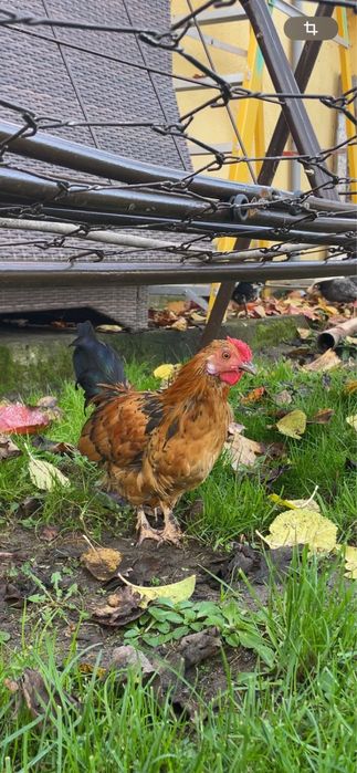 Петлета красиви и пеещи за вашия двор