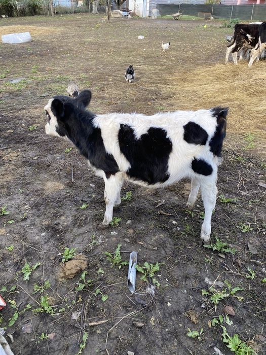 Телета мъжки и женски 4-5 месечни