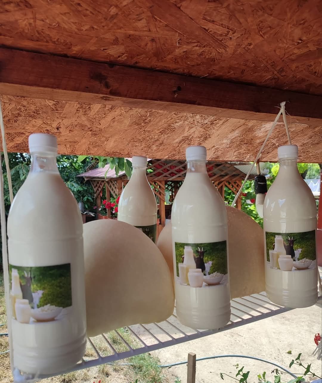 Lapte natural de capră! BIO !