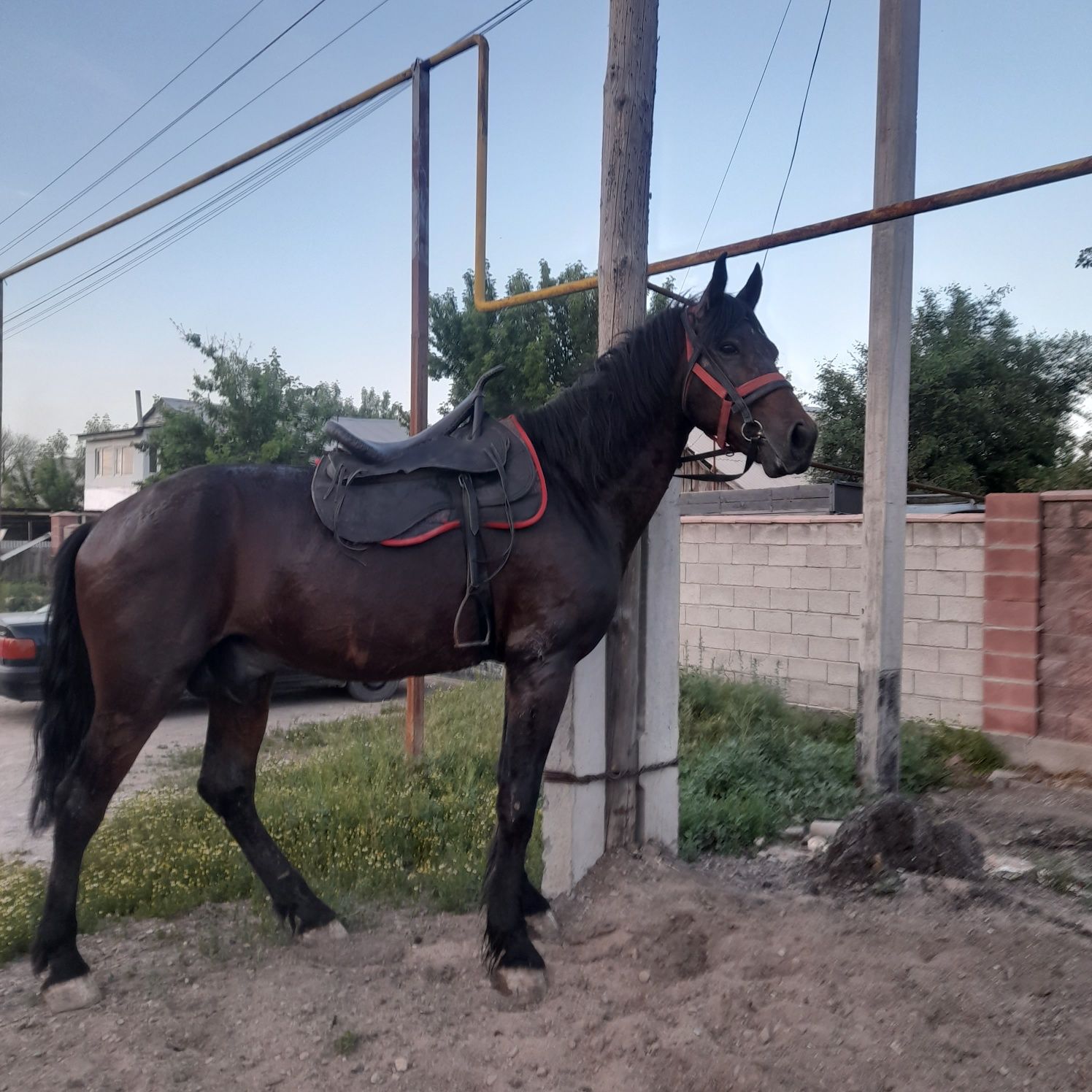 Жорга иноход жеребец 9лет спокойный ездовой примерно 40 идёт на иноход