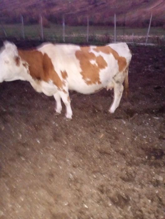 De vânzare 5 vaci Bălțate Românești