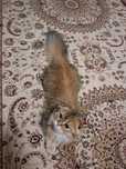 Кошка Залотая шиншила британская 1000сум