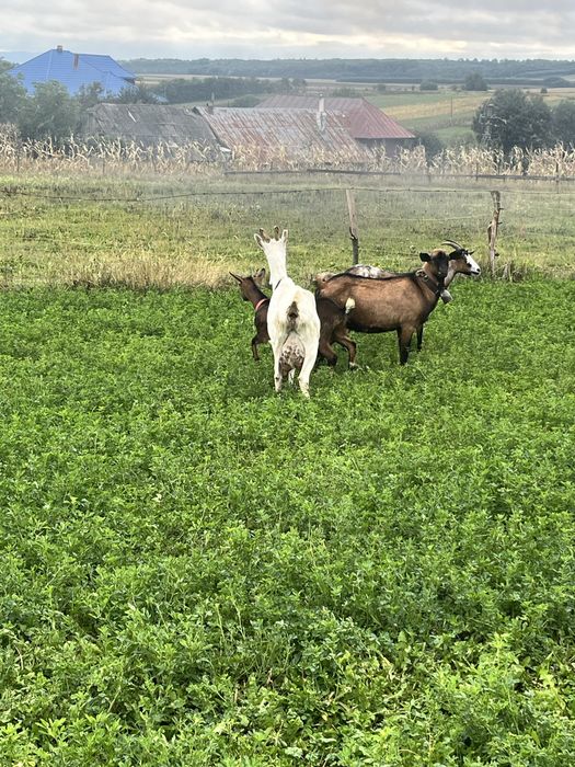 Vând 3 capre si un țap mai multe detali la telefon