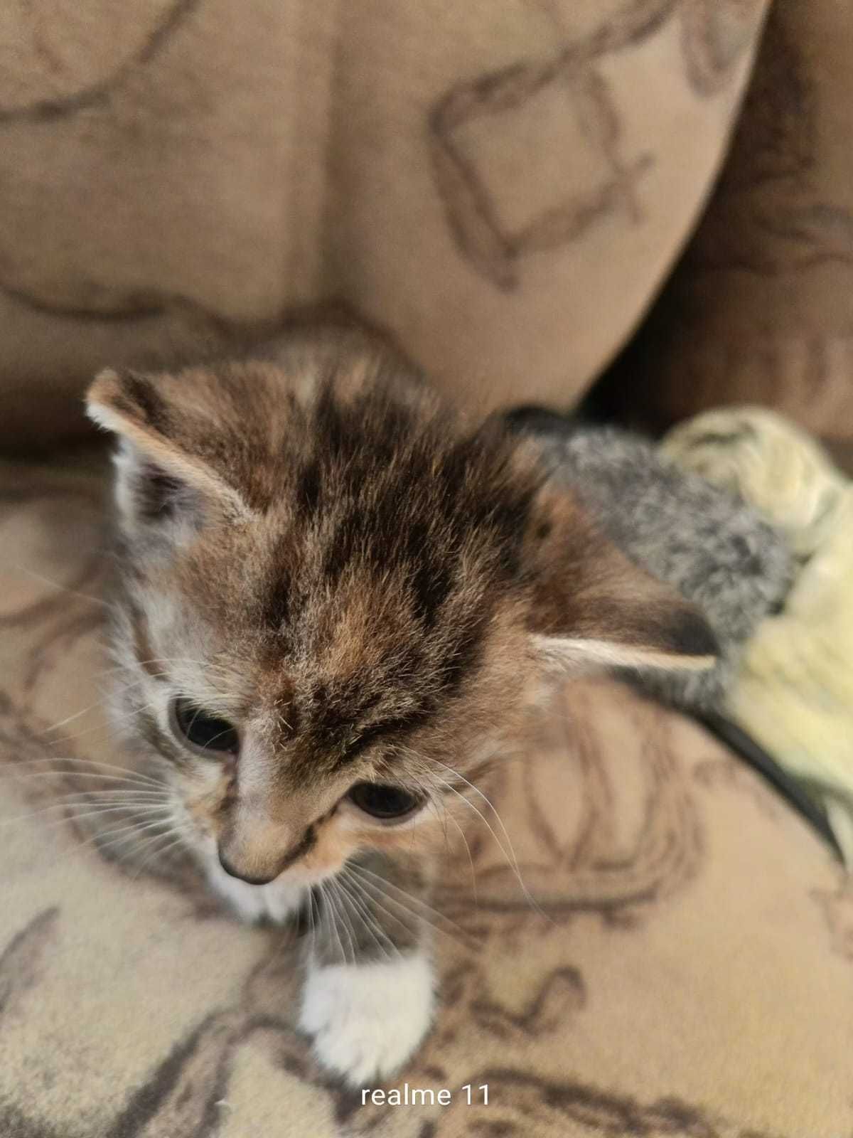 Отдам котят в добрые руки