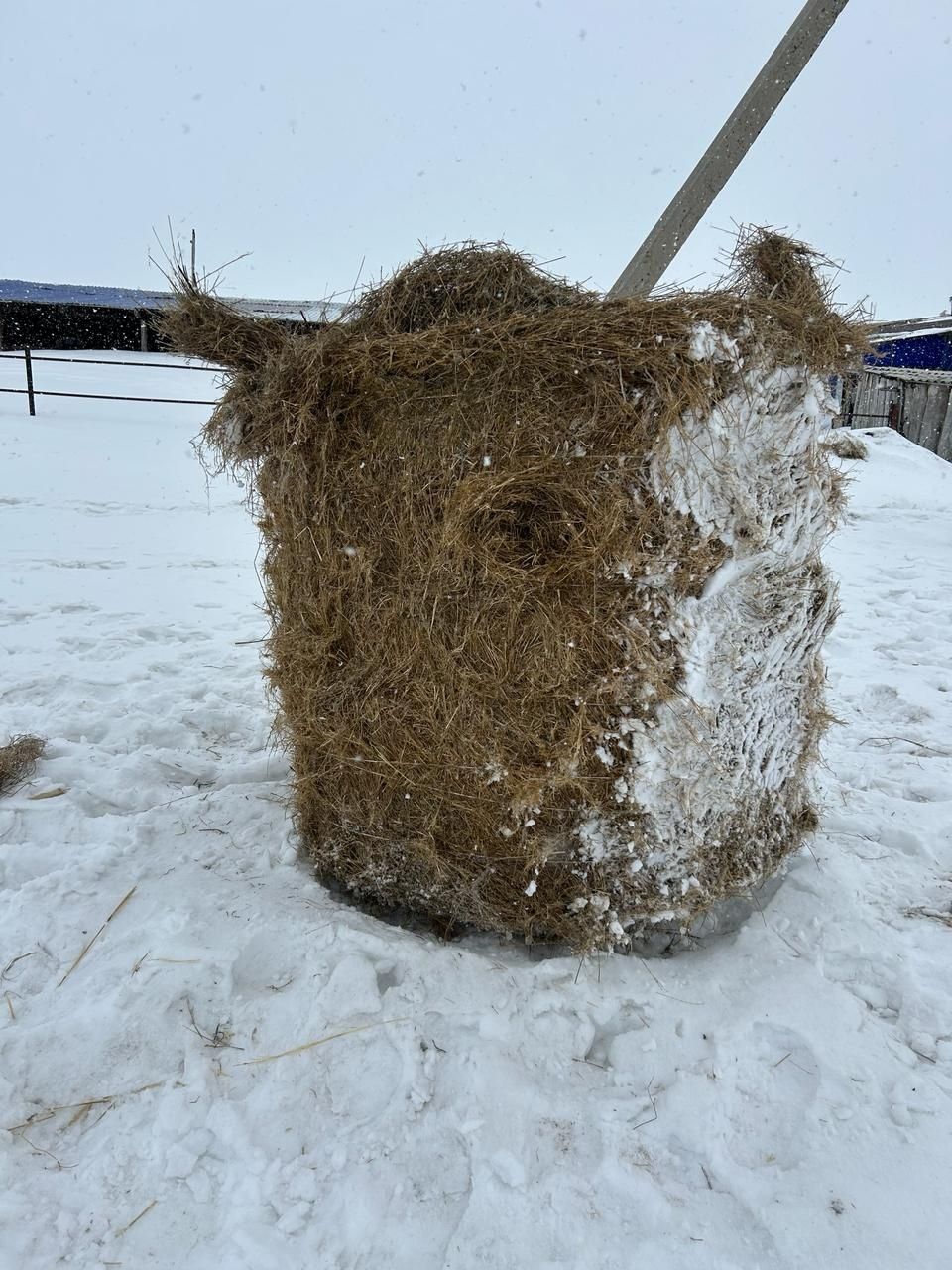 Продам солому гороховую для животных