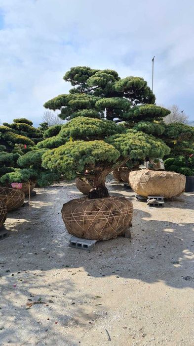 Plante Ornamentale