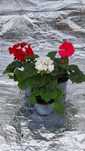 Muscate , zonale , dipladenia , petunia , verbena , sporul casei dalia