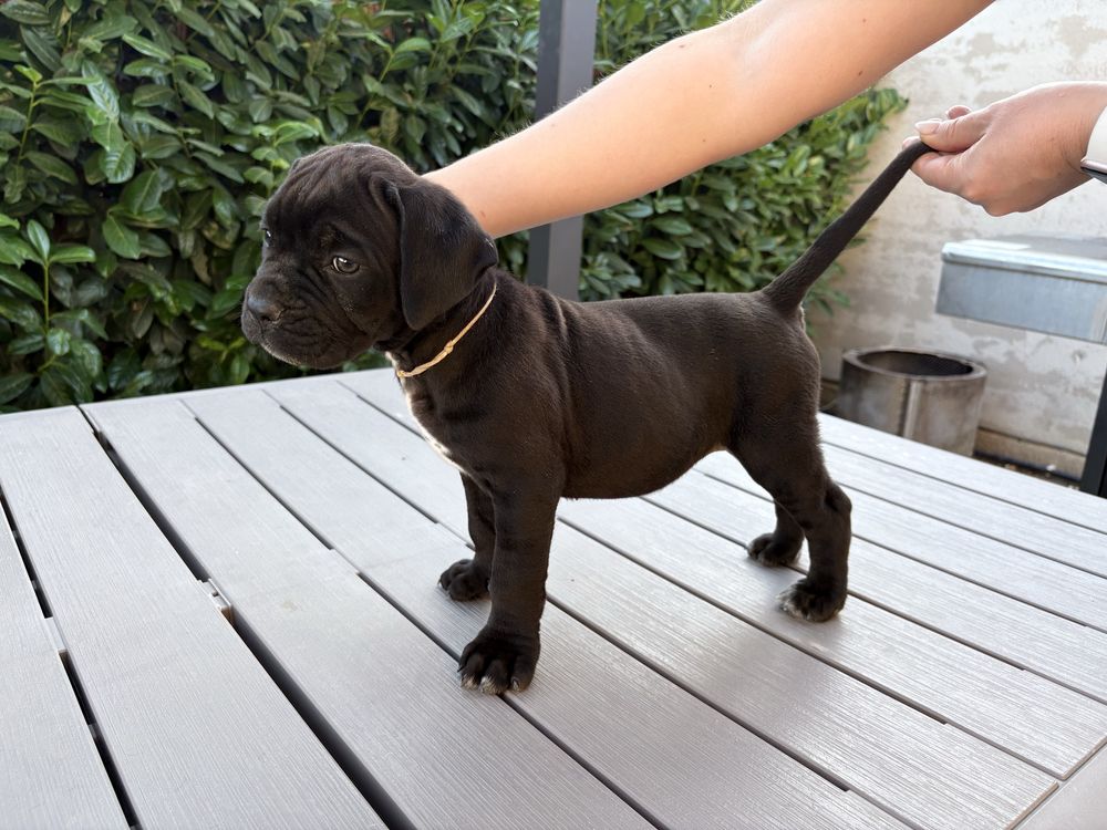 Cateluse cane corso 9 saptamani, femele, negre