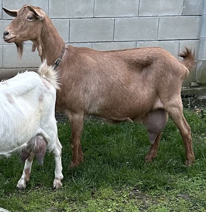Млечна коза на трето яре