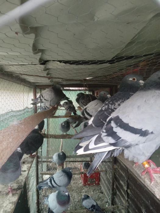 Porumbei voiajor strain