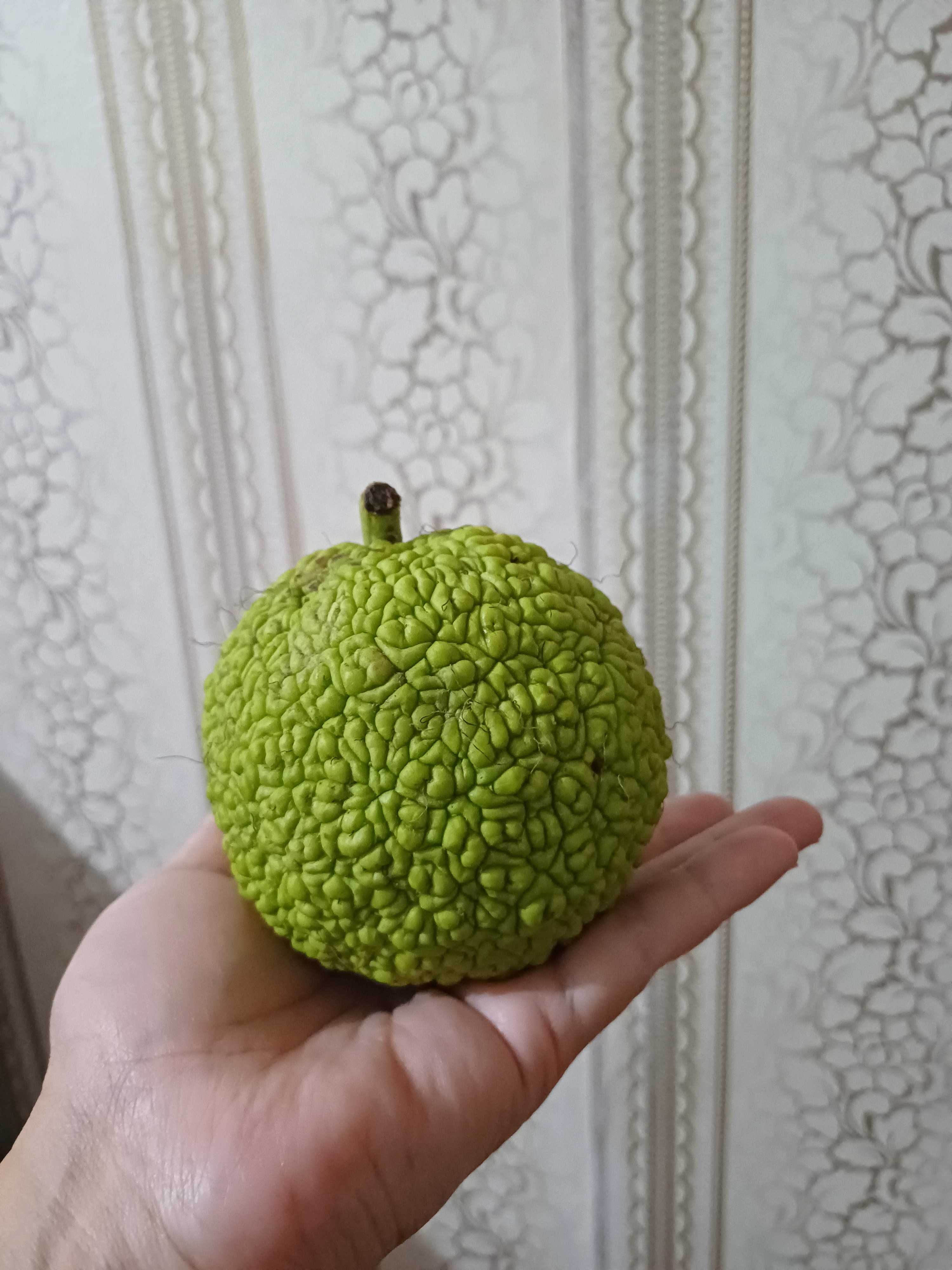 Райское яблоко (Маклюра)
