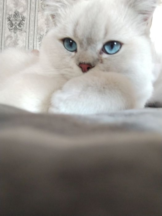 Британская короткошерстная