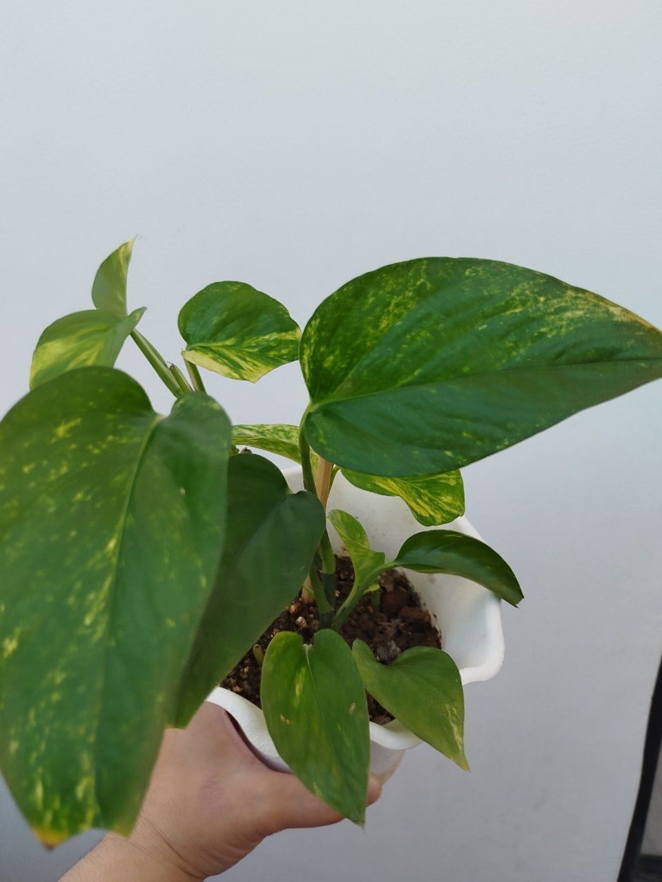 Stendapsus varigatniy