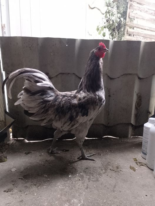 Cocosi australorp