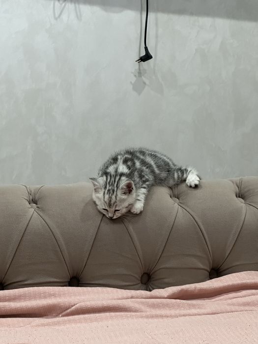 Продам котёнка Скотиш страйт