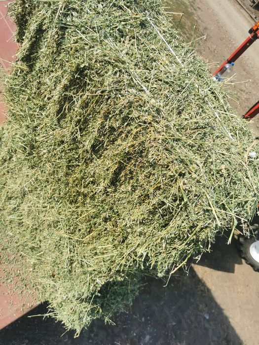 Vând baloți de lucernă
