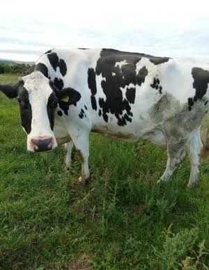 Vand vaca româneasca originală