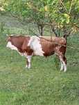 Vând  trei bovine