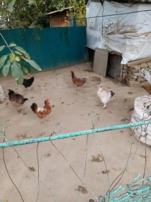 Тауықтар, тауықтар