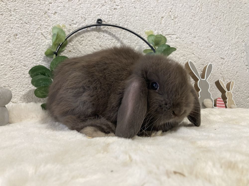 Iepuri pitici de companie berbec pitic/mini lop/holland lop