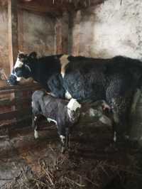 Продам корову двойную и первотелку с теленком