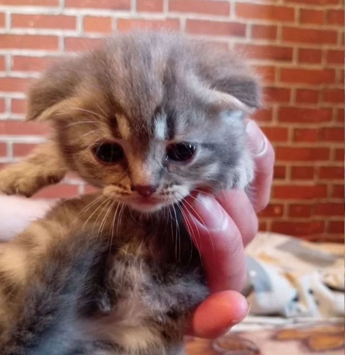 Милые котятки, 1.5мес