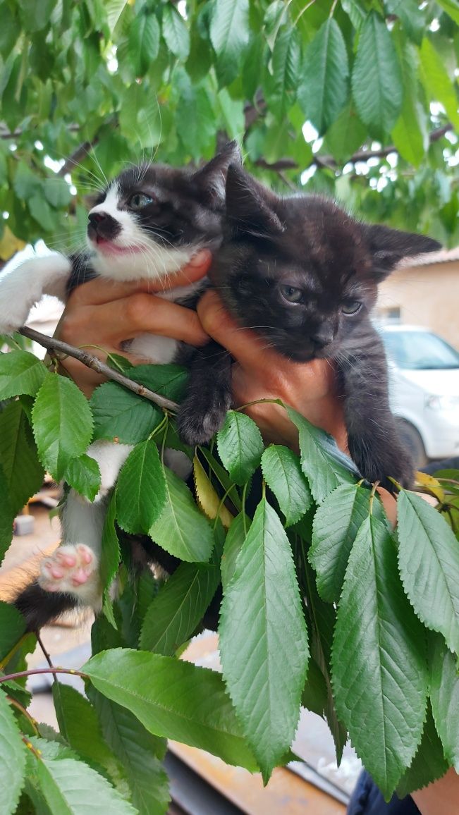 Donez pui de pisica