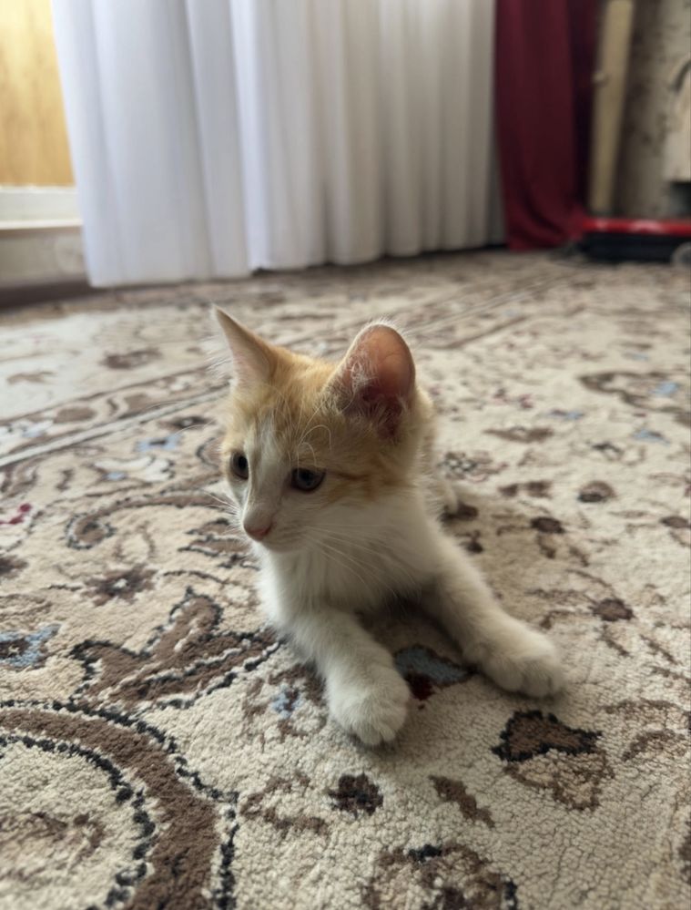 Mushukchani beraman / Отдам в добрые руки котёнка