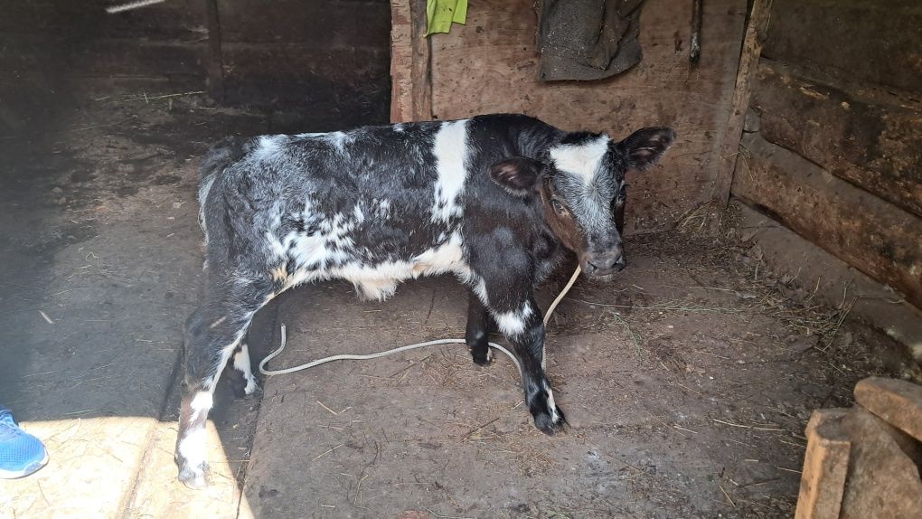 Vând vaca cu vițel belgian