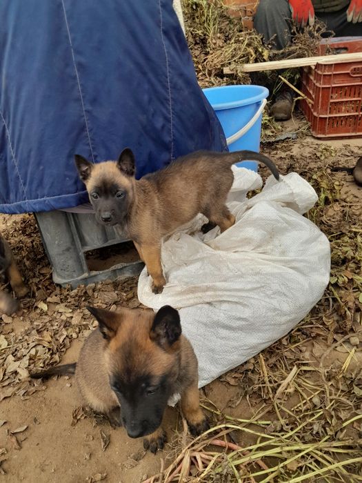 Белгийска овчарка