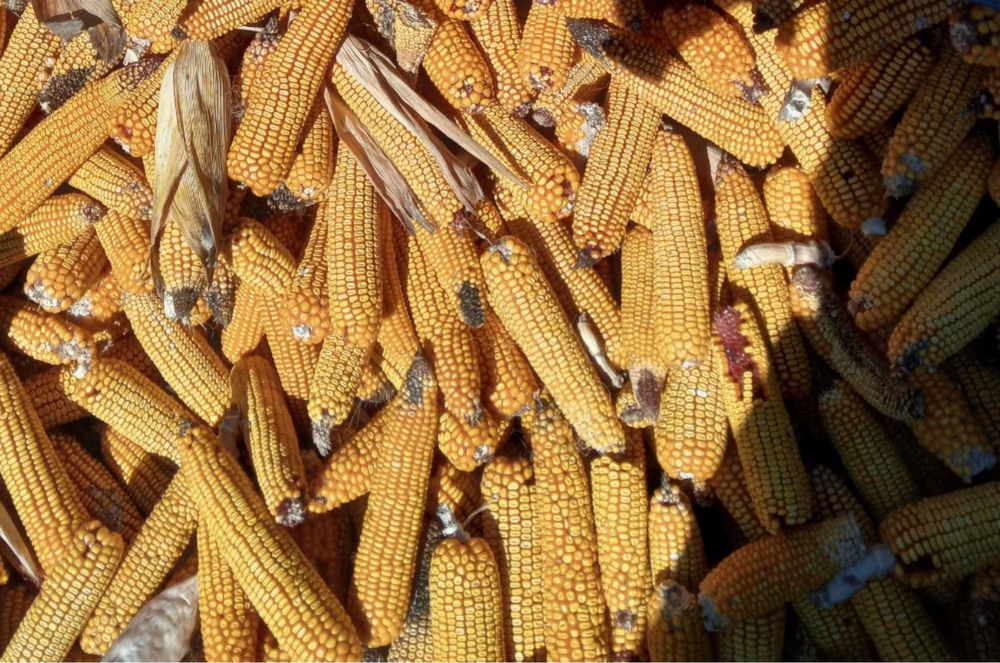 Porumb stiuleti 2025