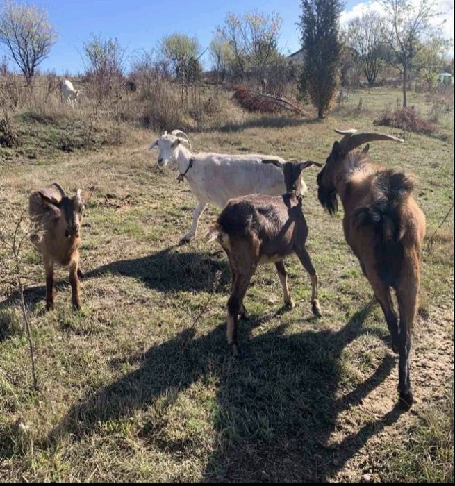 Продавам кози и пръч