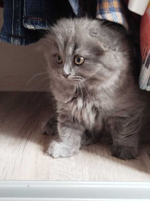 Готов на продажу чистокровный котенок