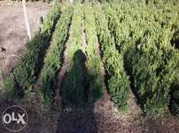 Buxus si tuia(planta ornamentala,gard viu)