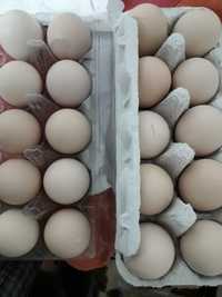 australorp oua pentru incubat australorp