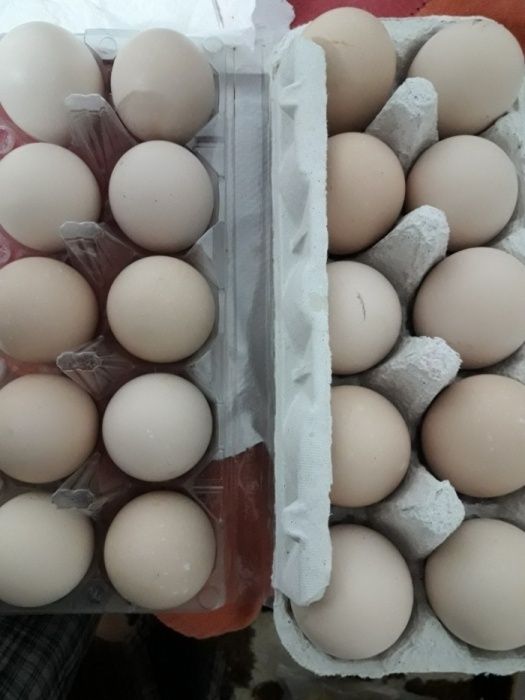 australorp oua pentru incubat australorp oua australorp pui australorp