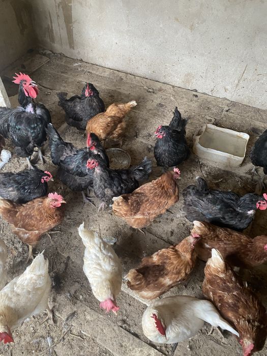 Продам кур и петухи