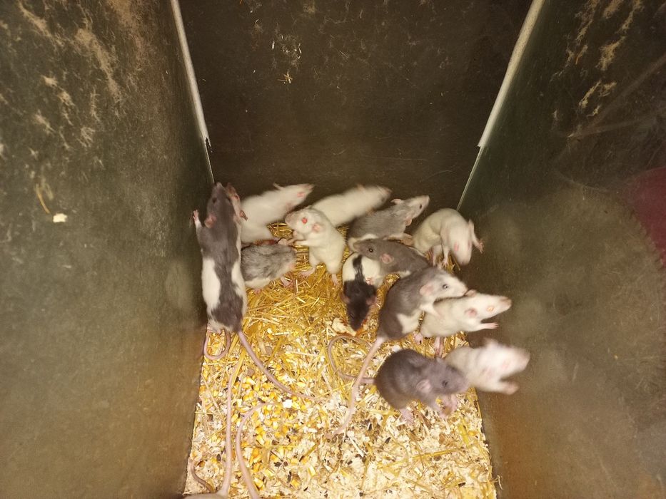 Șoricei laborator Constanța