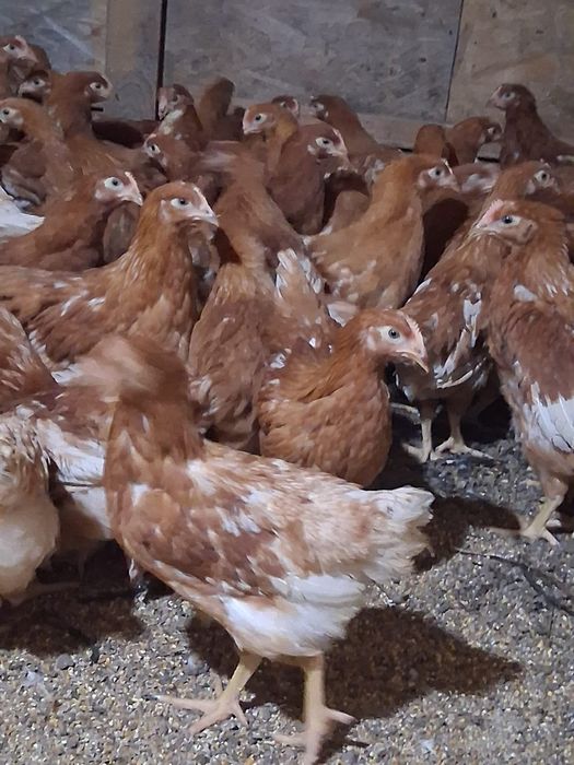 Puicuțe ouătoare și pui de carne