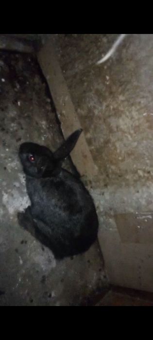 Quyon arzon sogʻlom qiz bola