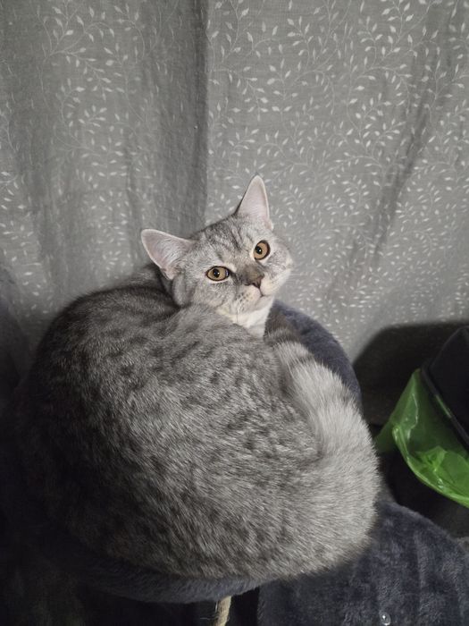 Motan scotish pentru monta iasi