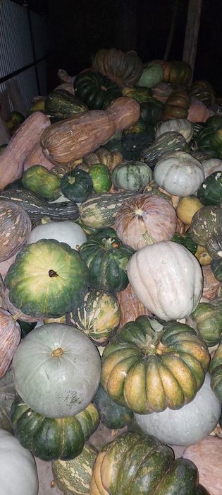 Продам кормавую тыкву