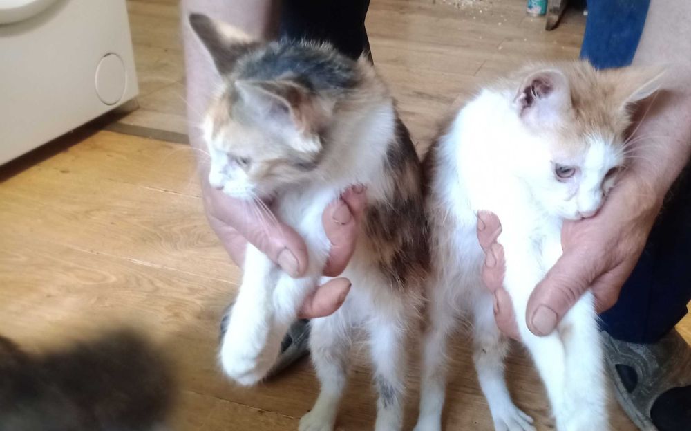 Pisici pentru adoptie