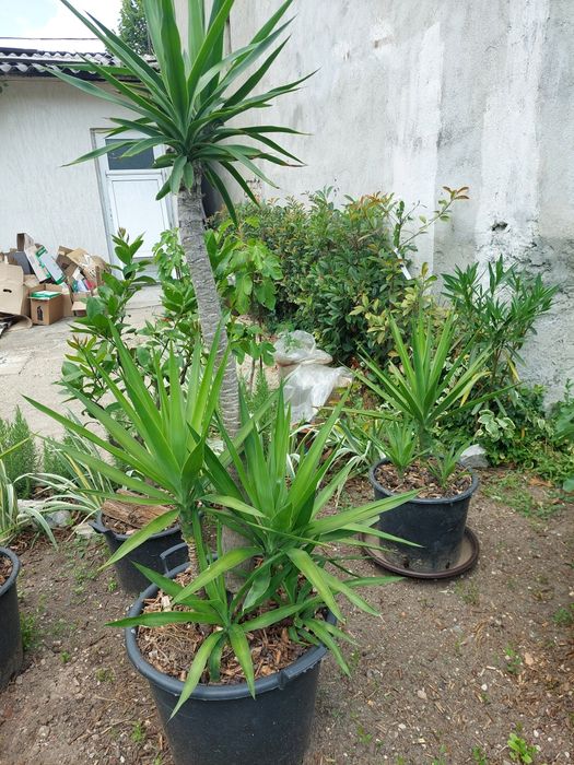 Yuca planta ornamentala