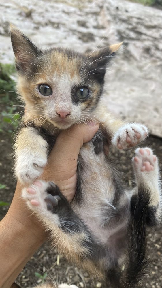 Котята бесплатно